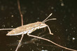 water strider