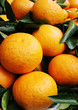 oranges