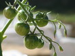 tomates cerise non mures tomates cerise non mures