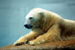 polar bear