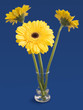 three yellow flowers in vase three yellow flowers in vase