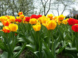 tulip