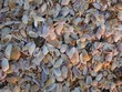 shells on the beach shells on the beach