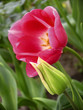 tulip bud