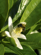 bee on flower