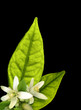orange-tree flowers
