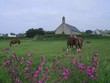chevaux et chapelle
