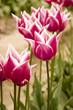 spikey tulip