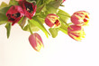 tulipány