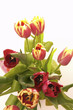 tulipány