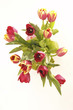 tulipány