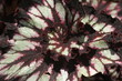 explosion leaf