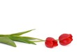 tulipány