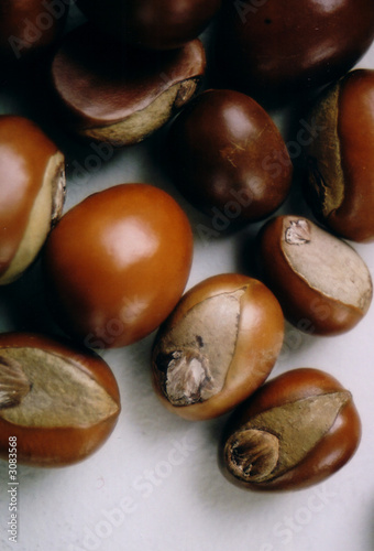 shea nuts 2 shea nuts 2