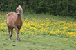 sweet horse