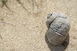 snail shell