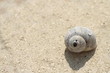 snail shell