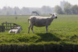 mdg-polder-01