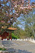 spring cherry blossoms in china