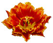tulip