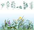 Foto: herbs herbs