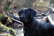 black labrador