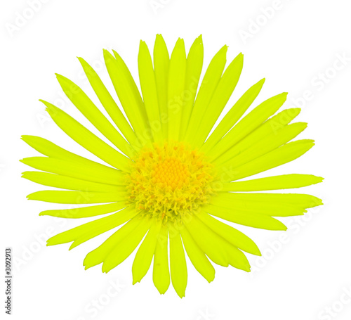 Foto: doronicum magnificum flower - lepard's bane flower doronicum magnificum flower - lepard's bane flower