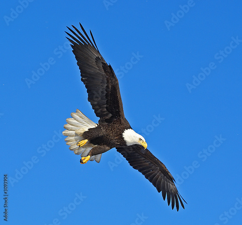 bald eagle bald eagle