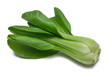 chinese cabbage