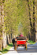 horse cab in long alley at sunny day