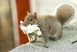 squirrel