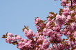 cerisier japonais en fleur