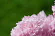 fleur de cerisier japonais