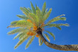 palm tree 3