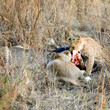 a table avec les lionnes