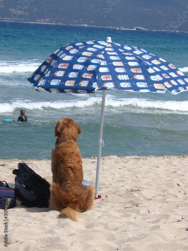 un chien a la plage un chien a la plage