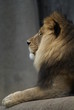 lion king