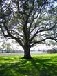 tree of life