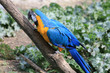 macaw macaw