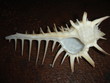 coquillage