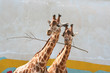 girafes