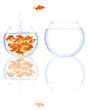 goldfish jump
