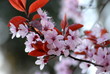 kirschblüte 2 kirschblüte 2