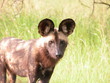 inquisitive wild dog
