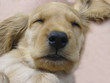 Foto: welpe - cocker - spaniel - hund welpe - cocker - spaniel - hund