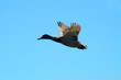 stockente im flug
