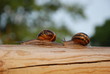 course d'escargots