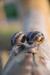 escargots
