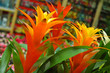 exotic flower