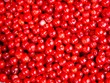 preiselbeeren